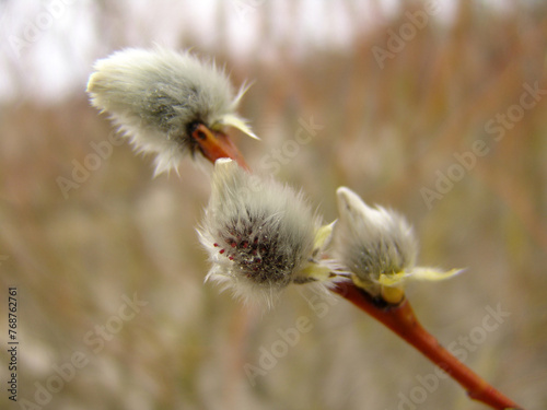 willow catkins on a branch
