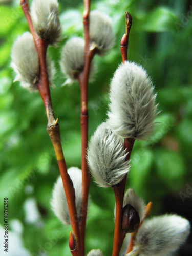 willow catkins in spring on a green background photo