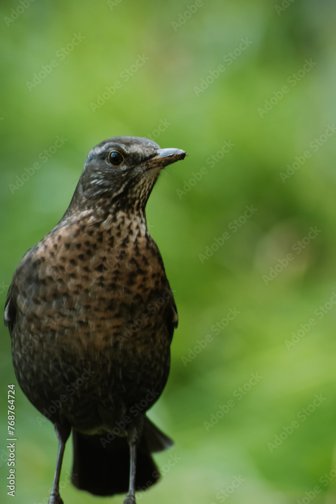 Eurasian blackbird with blurred background Eurasian blackbird with blurred background