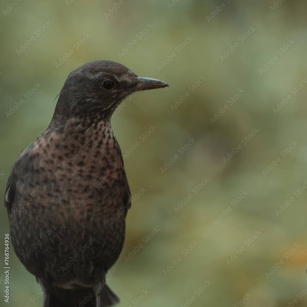 Eurasian blackbird with blurred background Eurasian blackbird with blurred background