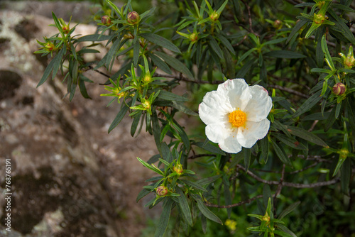 Photos Rock rose, cistus ladanifer, in full bloom with five wide white petals and leaves impregnated with a sticky substance, labdanum