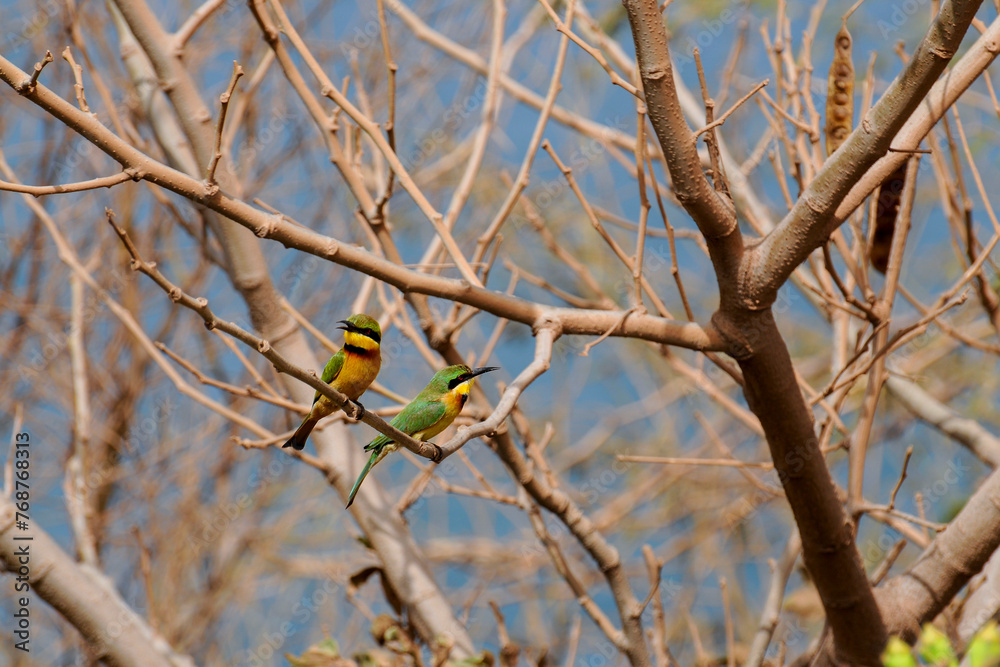 Guêpiers nains perchés sur une branche Guêpiers nains perchés sur une branche