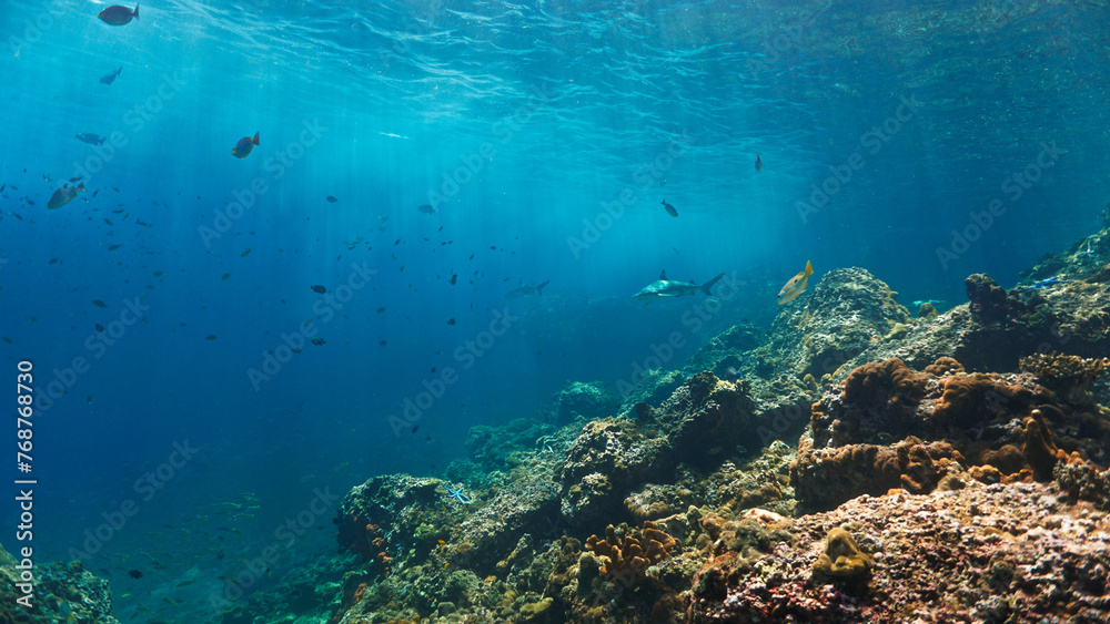 Fototapeta premium Underwater photo of Blacktip reef shark at coral reef in beautiful light. From a scuba dive in the Andaman sea in Thailand.