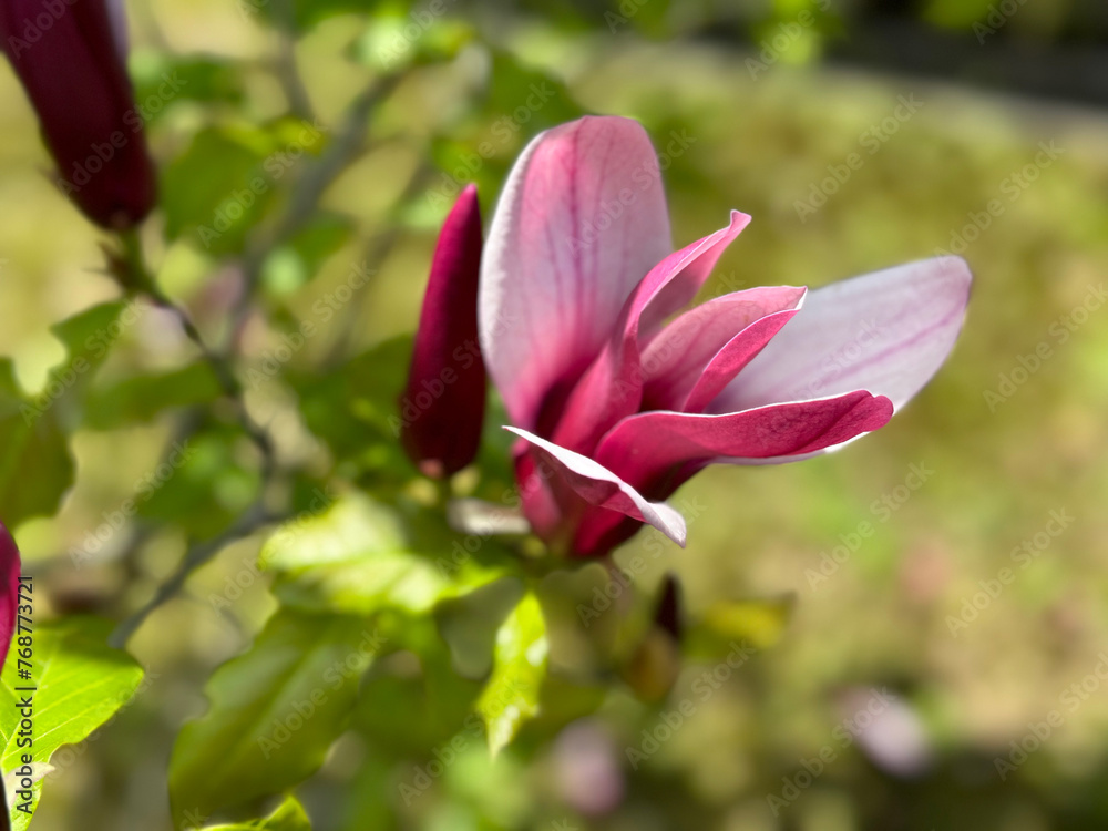 Magnificent magnolia blossoms in spring Magnificent magnolia blossoms in spring