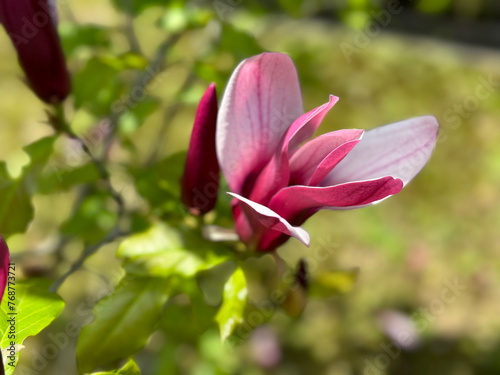 Magnificent magnolia blossoms in spring