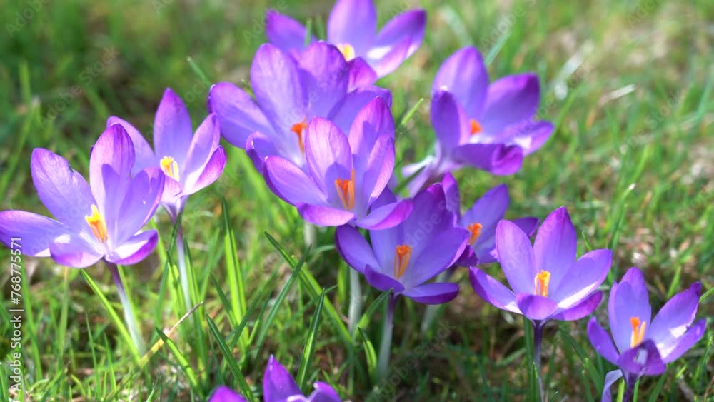 Beautiful violet crocuses grow in meadow. Early spring flowers. Beautiful violet crocuses grow in meadow. Early spring flowers.