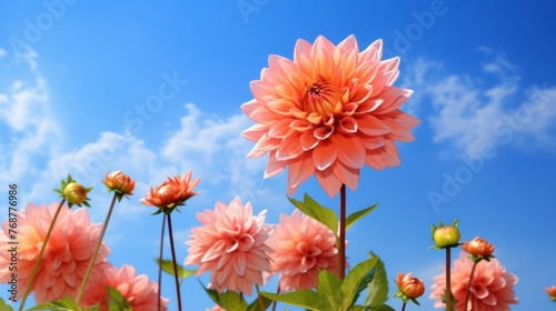 Pink dahlia flowers on blue sky background. Nature background.