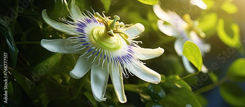 Blooming White Passiflora f...