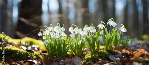 Numerous small white flower...