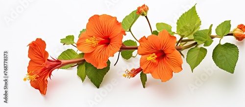 Orange flowers with green f...