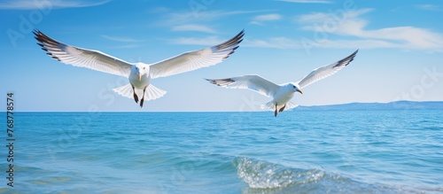 Two graceful seagulls glidi...