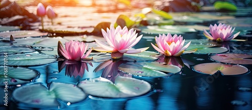 Beautiful lotus flowers blo...