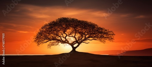 A lone tree standing gracefully atop a hill as the sun dips below the horizon in the background, creating a stunning silhouette against the sky