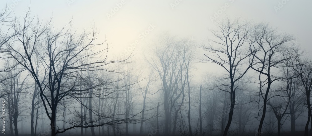 Obraz premium Diminishing visibility in a late autumn forest, the landscape is enveloped in mist, revealing silhouettes of leafless trees