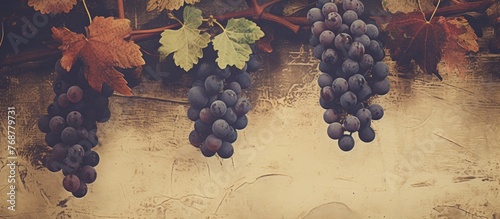 Abundant grape bunches are ...