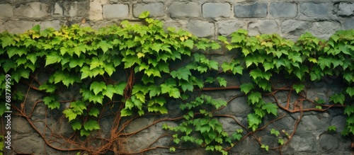 Green plant sprouting amids...