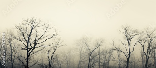 Barren late autumn forest w...