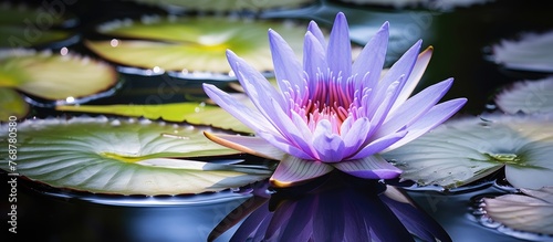 A vibrant purple water lily...