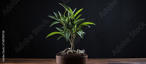 Close-up photo showing a sapling of Dracaena loureirii planted in soil inside a pot placed on a table