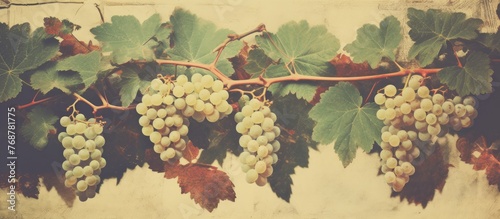 Abundant cluster of grapes ...