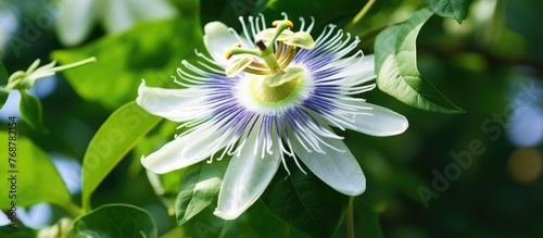White Passiflora foetida fl...