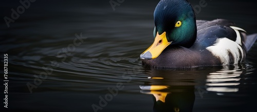 A tufted duck Aythya fuligu...