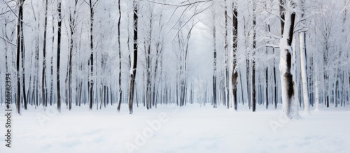 Winter landscape in a forest with snow covering the trees and ground, creating a serene and beautiful scene