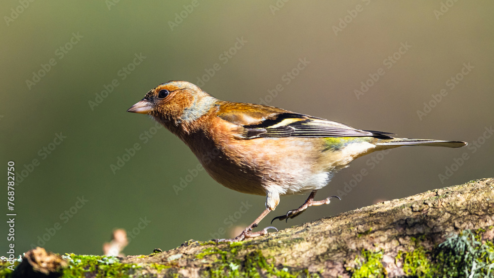 Naklejka premium Male of Chaffinch, Fringilla coelebs, bird in forest at winter sun