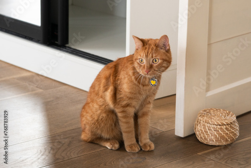 Ginger cat with yellow collar sitting near shelf, wicker basket to the side.