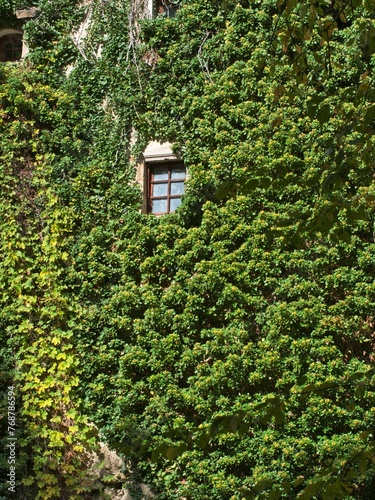 Scenic view of a window of a building covered with green plants in Bad Kreuzen, Austria © Wirestock