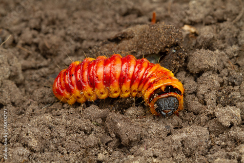 Brightly colored caterpillar of the Goat moth on humic earth