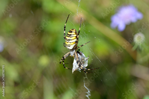  The wasp spider is a large, colorful spider that recently arrived in the UK from the continent and is slowly spreading across southern England. It builds large orbital webs in the grasslands and atta