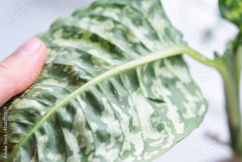 Leaves home plant affected by a spider mite, small insects, Problems in the cultivation of domestic plants. Plant treatment and pest and fungus control photo