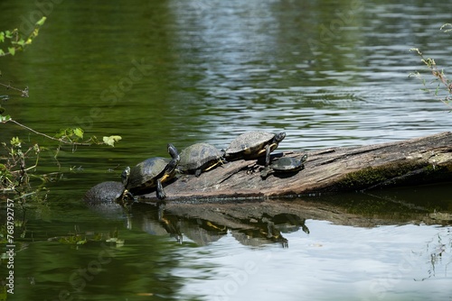 Turtles leisurely perched atop a wooden log in a tranquil lake.