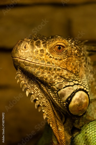 Vertical closeup shot of a green iguana under yellow lights