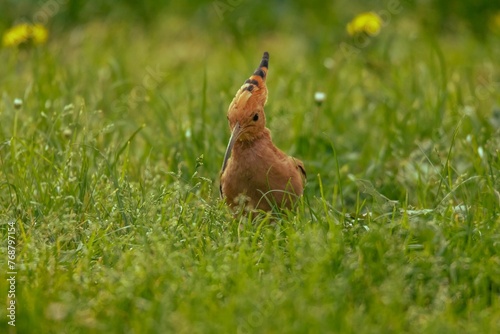 Hoopoe in a green grassy field © Wirestock