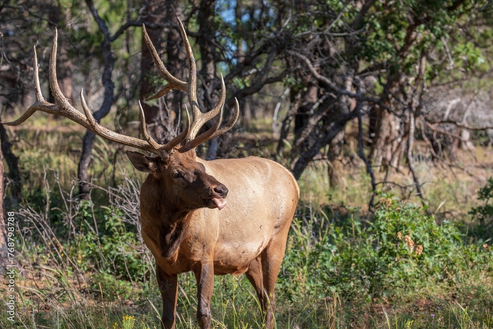 a large brown elk with huge horns standing in a forest a large brown elk with huge horns standing in a forest
