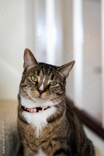 Adorable cat wearing a collar looking at camera at home