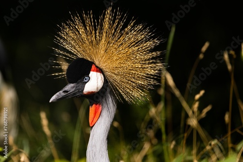 Closeup of a Grey crowned crane in the forest with a blurry background