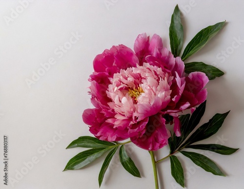 Single fuchsia peony flower with space for text dark pink  grayish white gray background isolated flat lay wallpaper #768803117