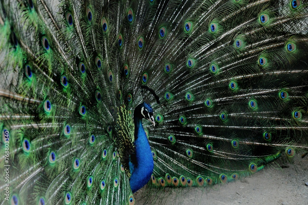 Naklejka premium Striking peacock standing tall with its feathers fully extended