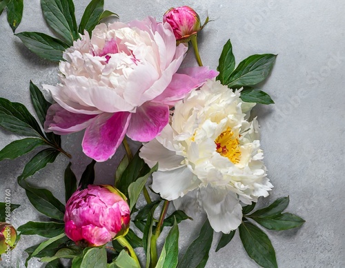 Peony with space for text