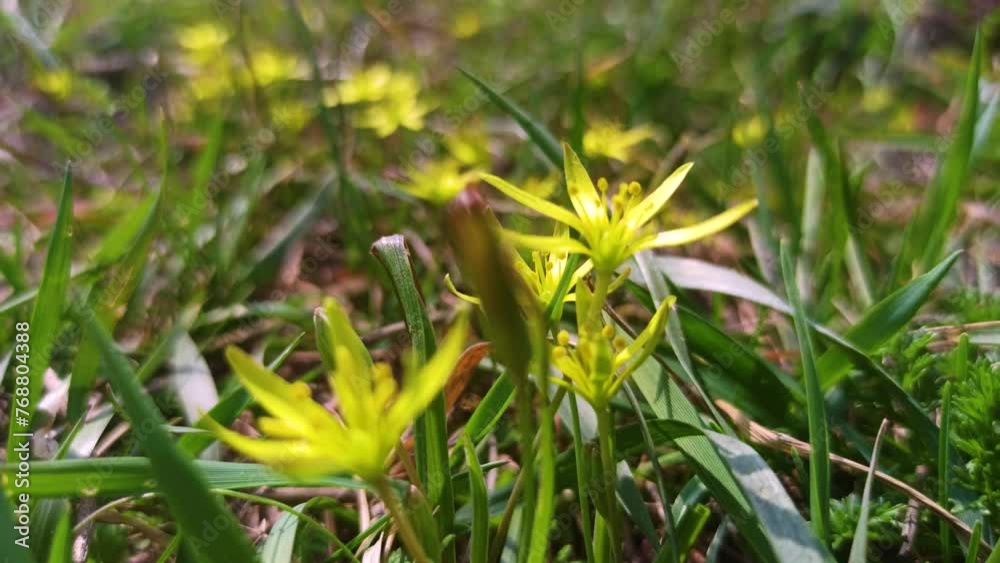 Early spring plant Gagea lutea blooms in the wild in the woods Early spring plant Gagea lutea blooms in the wild in the woods
