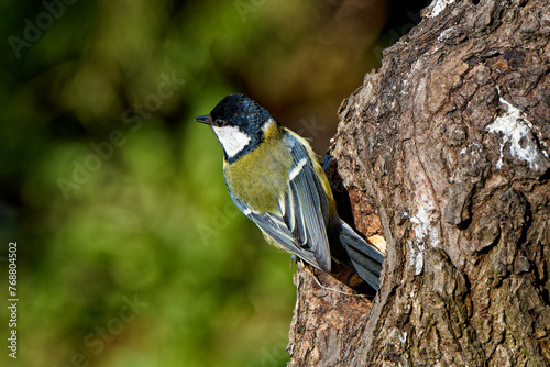 A tit builds a nest in a tree hole. © J.M.C. Foto