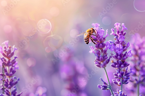 A bee pollinating amidst the purple lavender blooms photo