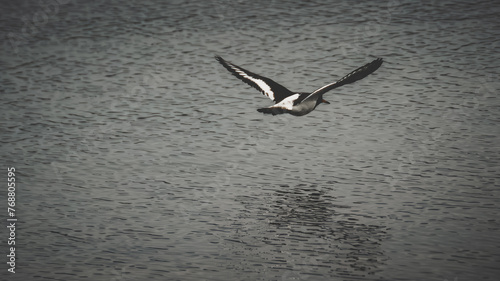 seagull in flight