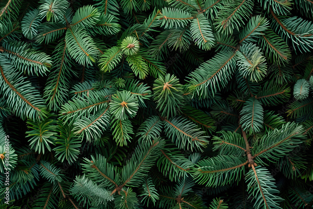Christmas tree branches background, green pine tree texture for new year decoration or wallpaper design concept
