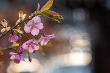 夕暮れの光りに照らされ輝く早咲きの河津桜