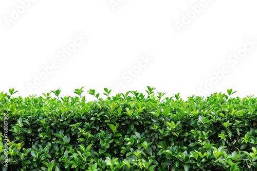 Perfectly Manicured Green Trimmed Bush Hedge Fencing Isolated on White, Landscaping and Gardening Concept Photo