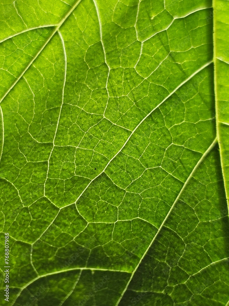 background texture green leaf structure macro photography background texture green leaf structure macro photography